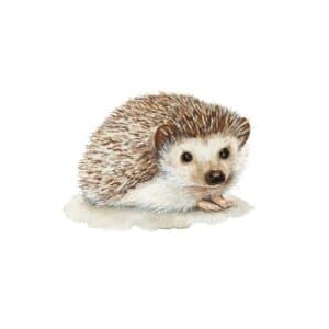 Days of Bloom Wenskaart Egel