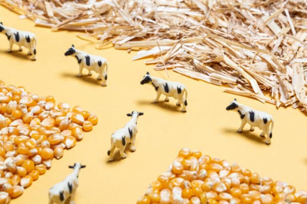 Petit Boum Sensorische Fles - Farm