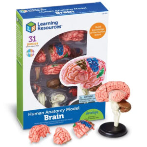 Learning Resources - Anatomy Model - BrainV