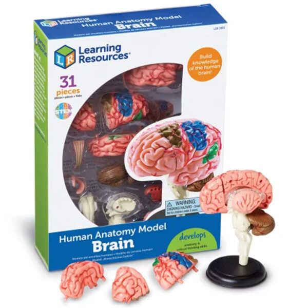 Learning Resources - Anatomy Model - BrainV