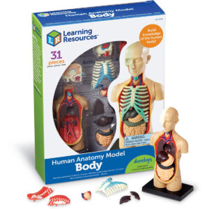 Learning Resources - Anatomy Model - Human Body