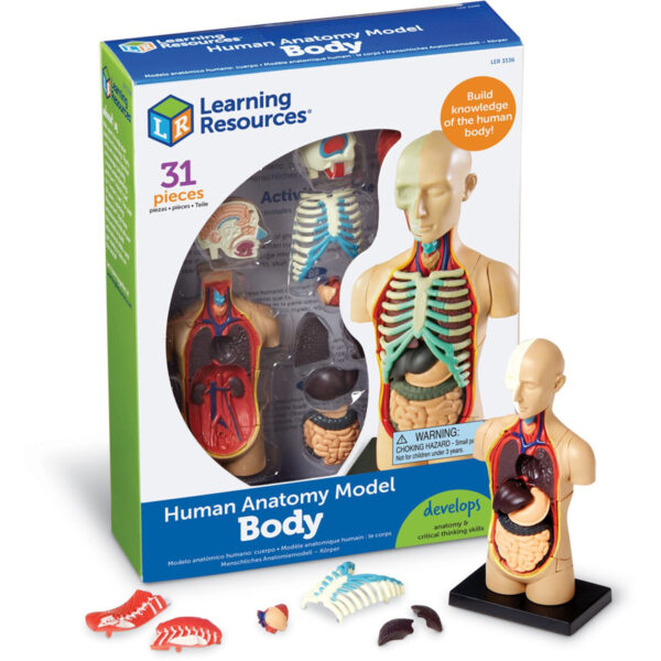 Learning Resources - Anatomy Model - Human Body