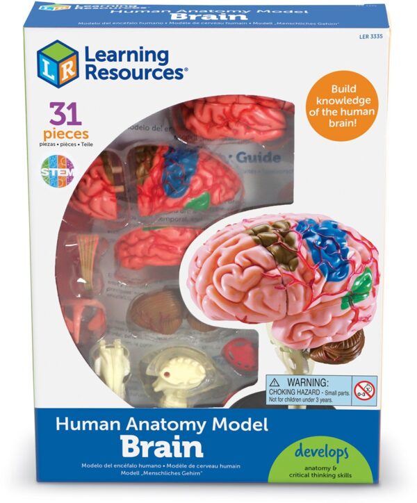 Learning Resources - Anatomy Model - Brain