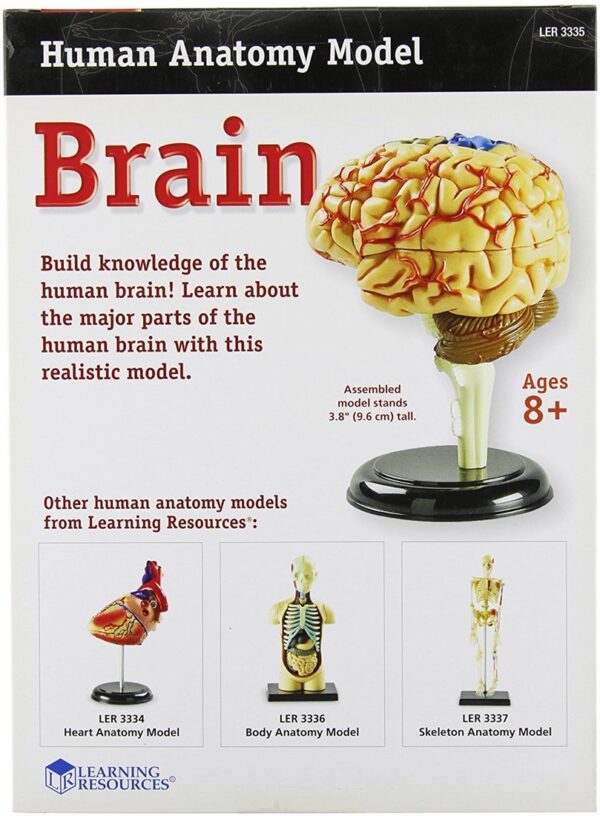 Learning Resources - Anatomy Model - Brain